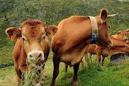 Circuit touristique Classe-Affaires VTC Deux vaches brunes dans un champ verdoyant, l'une broutant de l'herbe.